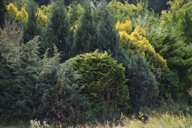 Yaşam Ağaçlarının Ortası 'nda, mavi sahte selvi ağaçları