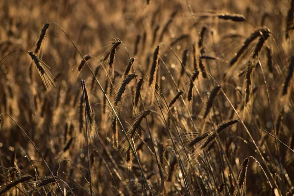 Campo Grano Splende Oro Nella Luce Del Mattino — Foto Stock