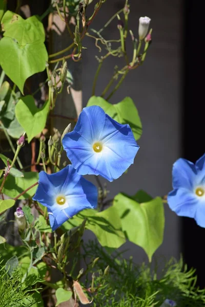 Himmelsblå Morgon Ära Båge Blommor — Stockfoto