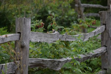 Doğal bir ahşap çit ahududu çitini çerçeveler.