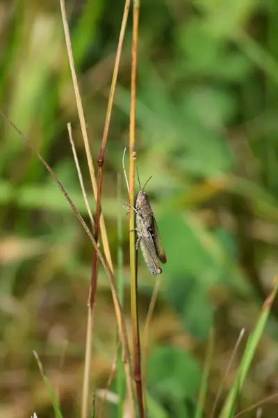 Sauterelle Rousse Assise Sur Une Lame Herbe — Photo