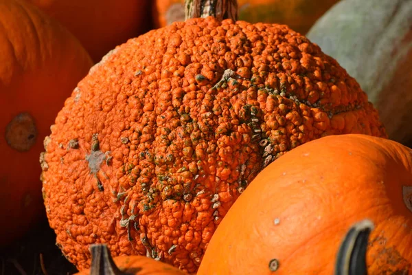 Red Warty Pumpkin Sales Booth — Stock Photo, Image