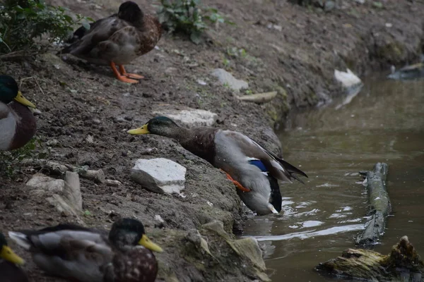 Ente Versucht Das Steile Ufer Erklimmen — Stockfoto