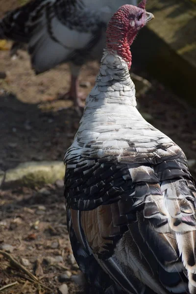 Turkey Stately Plumage — Stock Photo, Image