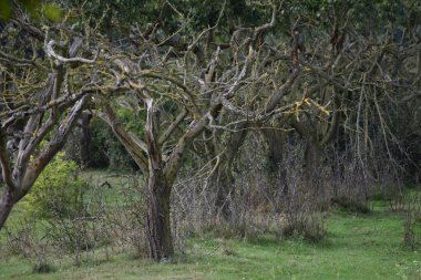 Akdeniz Büyüsü ile çıplak bir meyve bahçesi