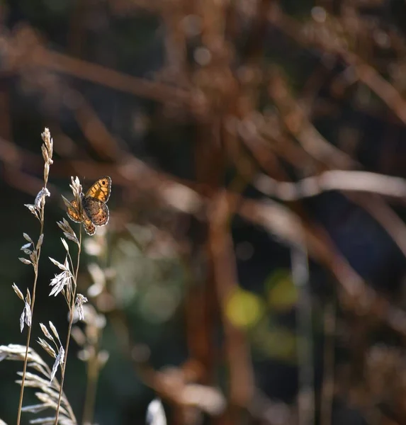 Papillon Brun Mural Est Assis Sur Une Lame Herbe — Photo