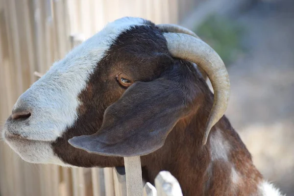 Uma Cabra Boer Inclina Uma Cerca — Fotografia de Stock