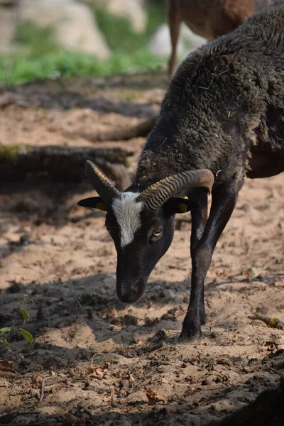 Mouflon Preto Leva Perfume — Fotografia de Stock