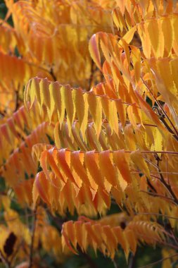 Arkadaki Sumac 'ın güzel sarısı