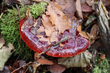 Rutubetli hava koşullarında biftek mantarı.