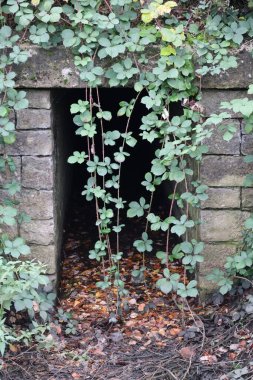 Neredeyse aşırı büyümüş bir Brick geçidi.