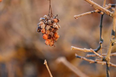 Hoarfrost kaplı donmuş üzümler