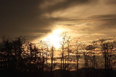 Yükselen güneş, ağaçların tepelerinde yoğun bir şekilde parlıyor.