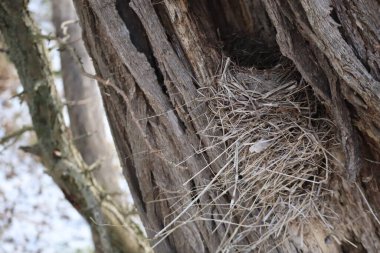 Yırtık bir ağaç kabuğunda terk edilmiş yuva.