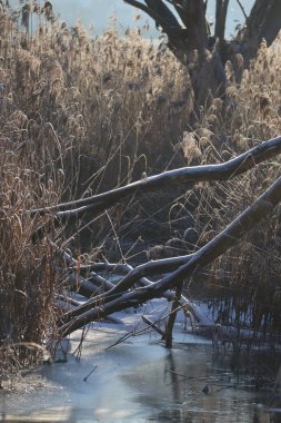 Buzlu su yüzeyi, Sazlıklarla çevrili soğuk kış ışığını yansıtır.