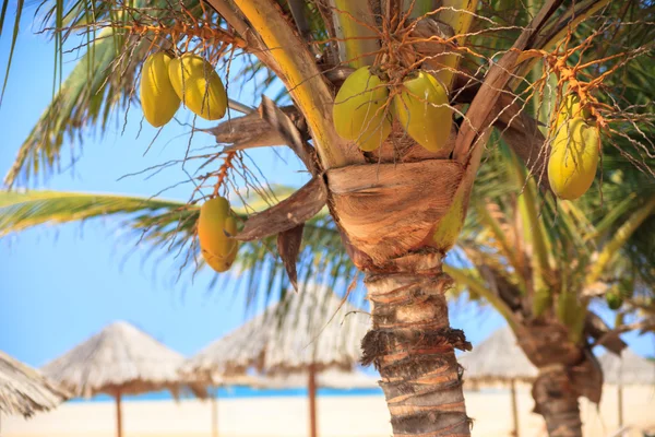 Yeşil ağaç üzerinde beyaz kum plaj, Boavista - Cape Verde