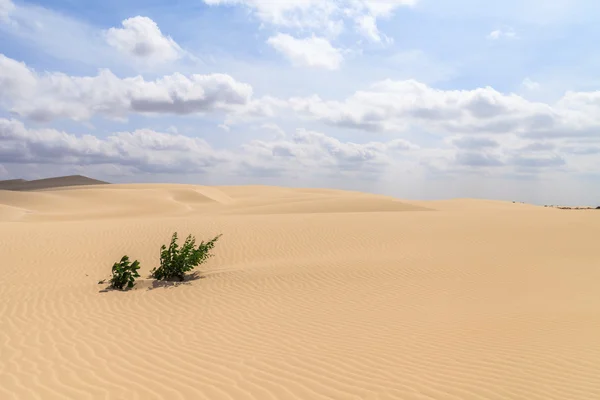 Sand desert in Viana Boavista, Cape Verde — Stock Photo, Image