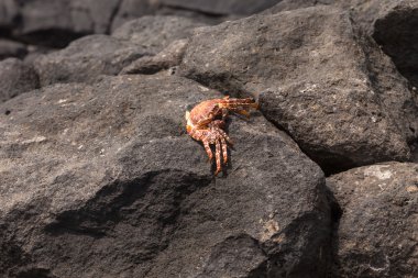 kayanın üzerinde oturan Yengeç