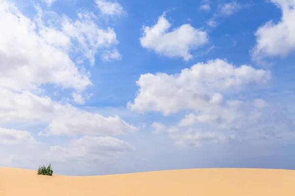 砂の砂漠でヴィアナ ボアビスタ、カーボベルデ — ストック写真