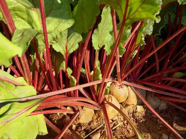 Beets Growing In Dirt — Stock Photo, Image