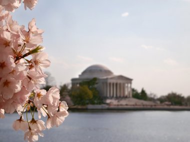 Cherry Blossoms Jefferson Memorial Tidal Havzası