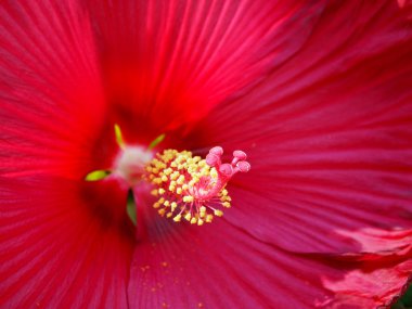 Hibiscus çiçek Stigma makro