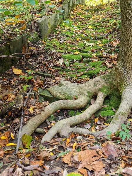 Kırmızı Çizgili Kayıp Bir Beyaz Golf Topu Ormanda Bir Ağaç — Stok fotoğraf