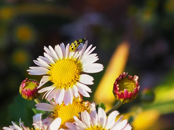 Benekli Bir Salatalık Böceği Güneşli Bir Öğleden Sonra Papatya Çiçeğinin — Stok fotoğraf