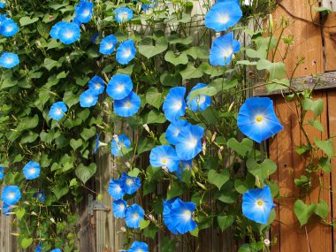 Copious and beautiful vines of vibrantly hued Heavenly Blue morning glory flower blossoms cover an old wooden fence and garden gate at the height of summer on a sunny day.  clipart