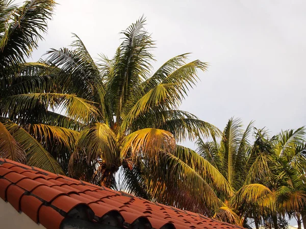 熱帯の粘土の屋根の上を見下ろす景色 ちょうど後ろにヤシの木があり 背景には明るい空 — ストック写真