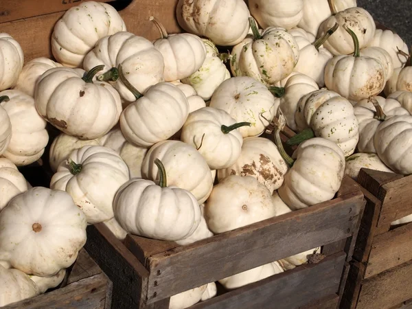 Witte pompoenen — Stockfoto