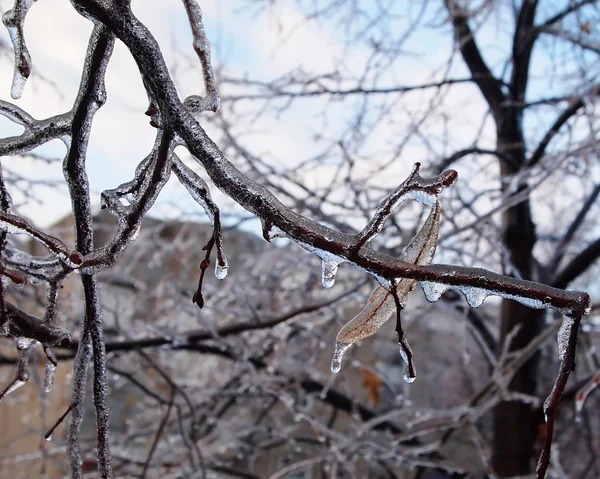 Ice On Tree Branches