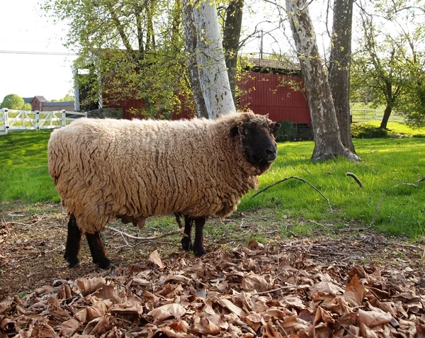 Wollige schapen — Stockfoto