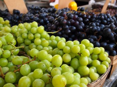 Green and Purple Grape Bunches