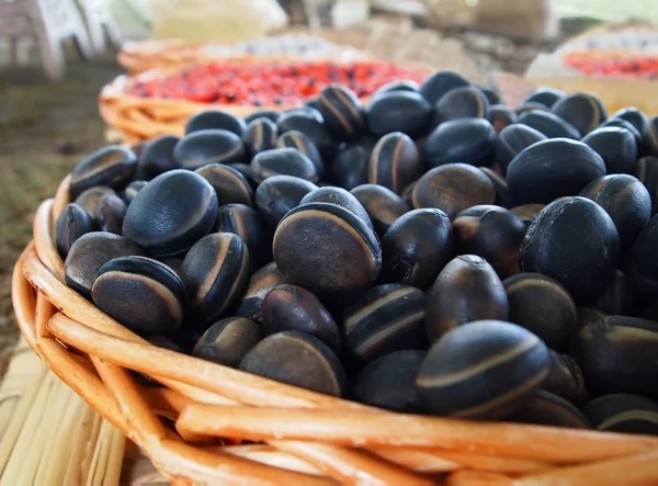 Olho de veado Sea-Beans Mucuna — Fotografia de Stock