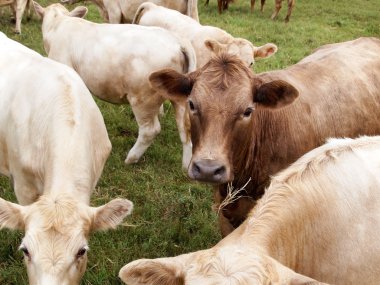 Kahverengi süt ineği yüz 