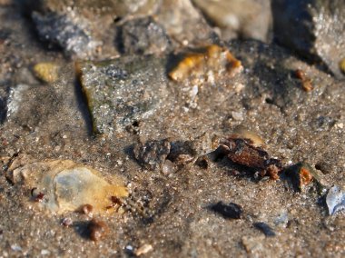 Kamuflaj bebek hayalet yengeci