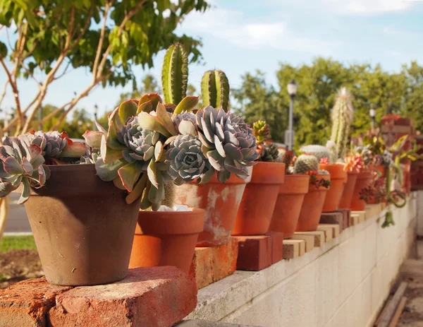 Giardino di cactus — Foto Stock