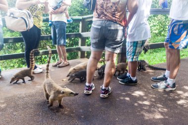 Coatis among tourists clipart