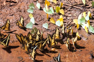 Butterflies in Iguazu National Park clipart
