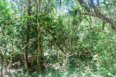 Doğa rezerv Esteros del Ibera ormanda