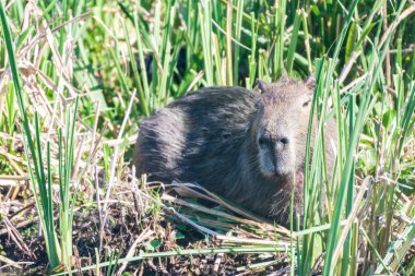 Esteros del Ibera içinde Capibara