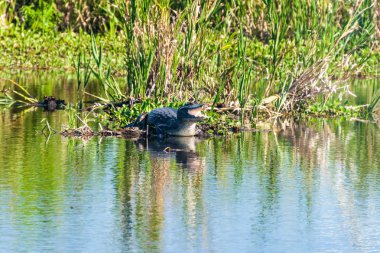 Yacare caiman Esteros del Ibera içinde