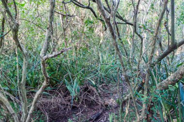 Doğa rezerv Esteros del Ibera ormanda