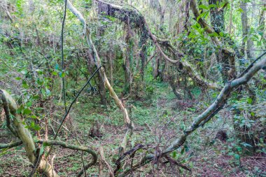 Doğa rezerv Esteros del Ibera ormanda