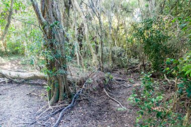 Doğa rezerv Esteros del Ibera ormanda