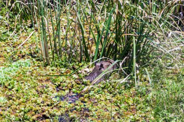 Esteros del Ibera içinde Capibara