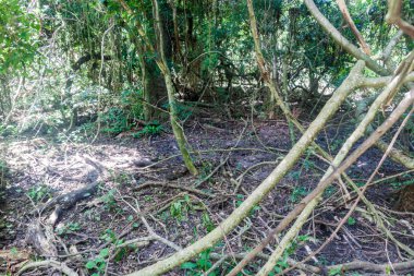 Doğa rezerv Esteros del Ibera ormanda