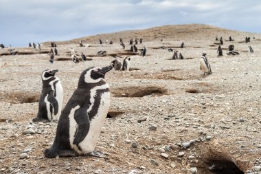 Penguen kolonisi Isla Magdalena Adası