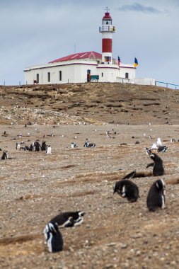 Penguen kolonisi Isla Magdalena Adası